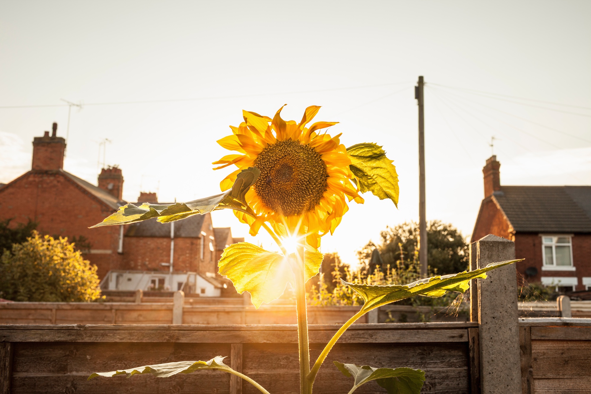 Garden sunflower garden at sunset