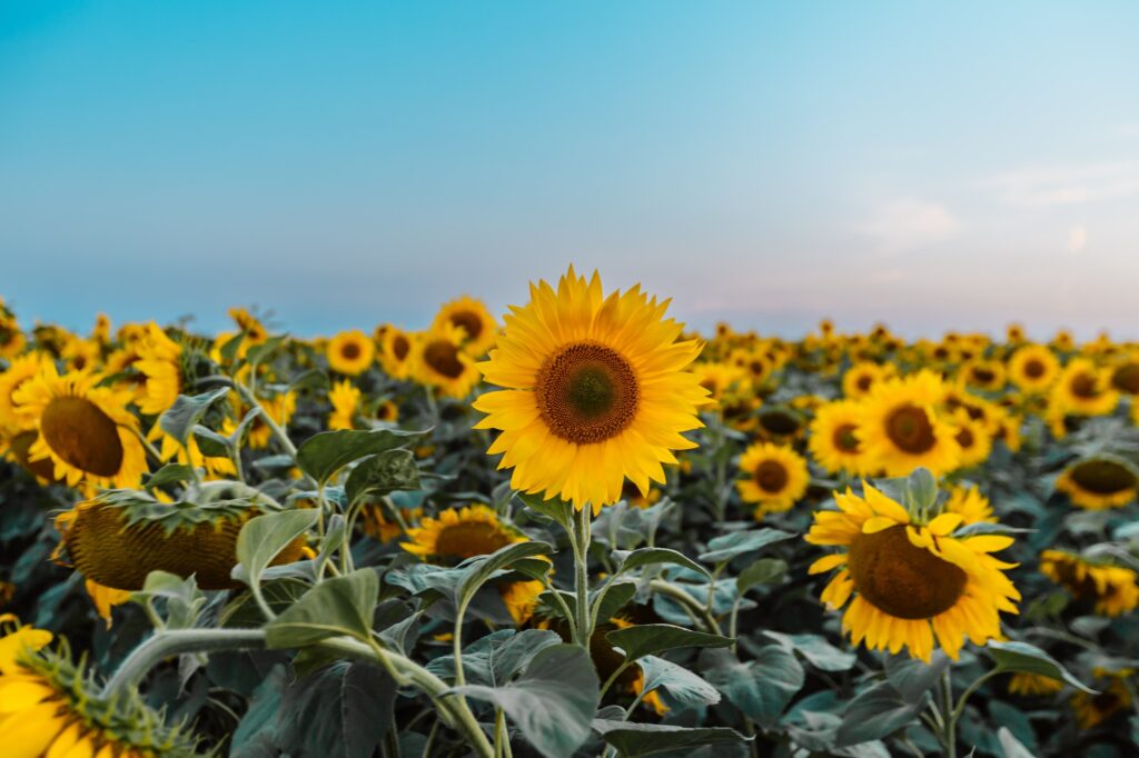 Sunflowers field. Agriculture